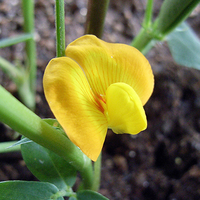 落花生
